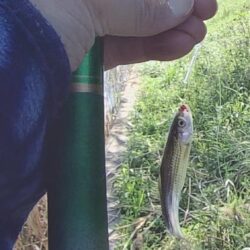 ホンモロコ釣り終盤